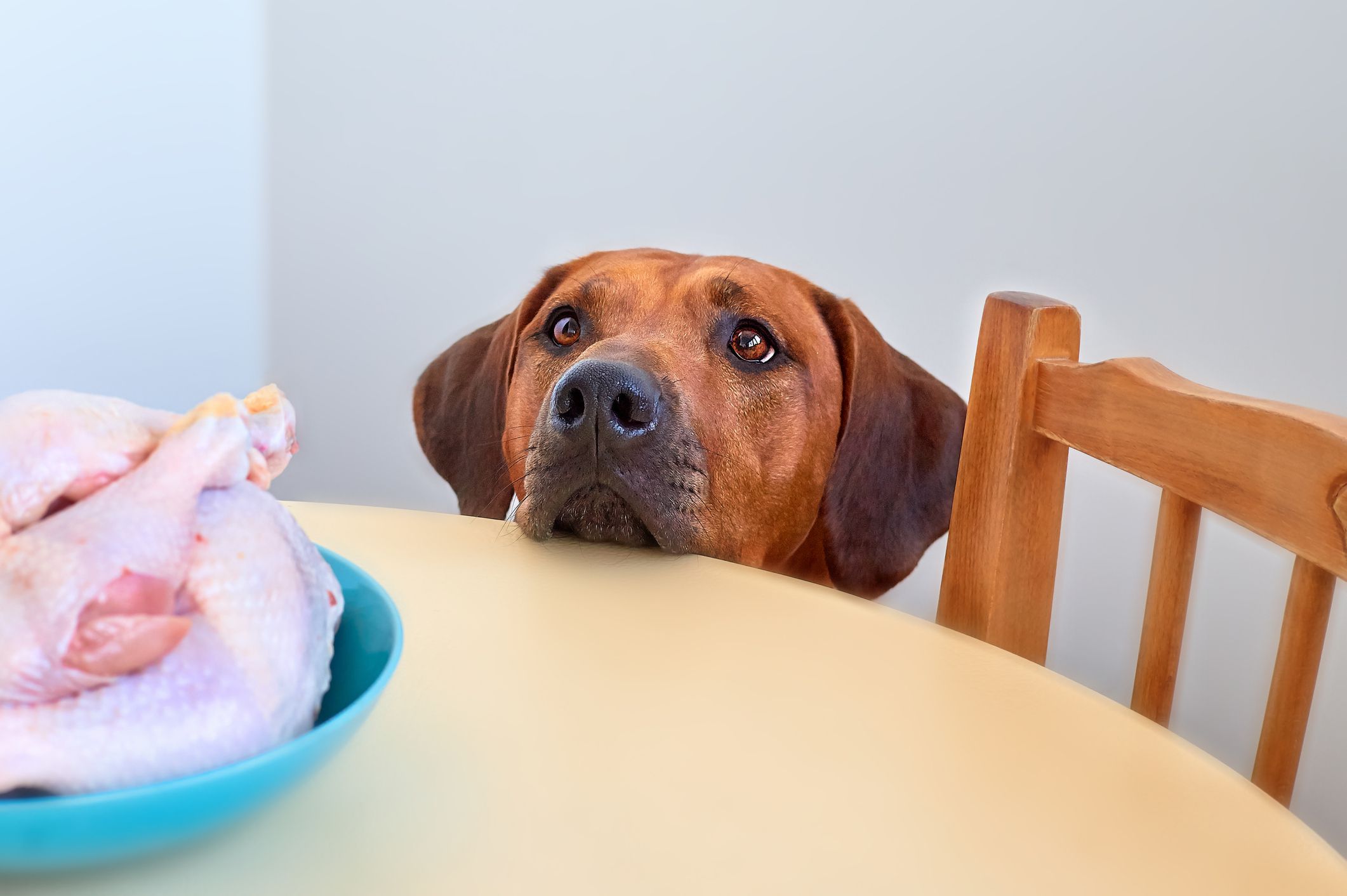 Can Dogs Eat Raw Chicken? Learn the Pros and Cons