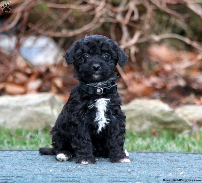 Havapoo Dog Breed: The Charming Hypoallergenic Hybrid Dog Breed You'll Love 5 Havapoo Dog Breed