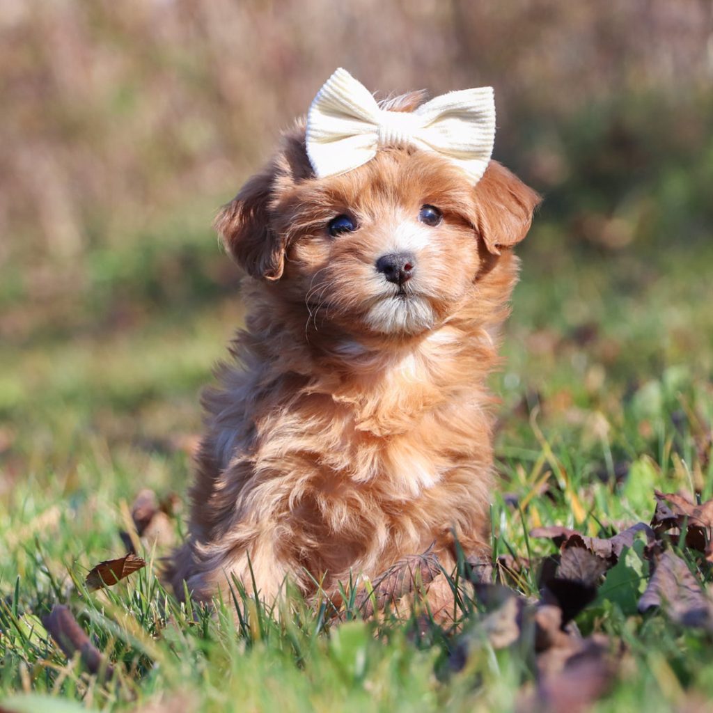 Havapoo Dog Breed: The Charming Hypoallergenic Hybrid Dog Breed You'll Love 4 Havapoo Dog Breed