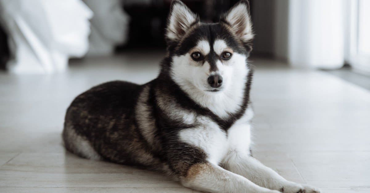 Pomsky Dog: The Adorable Husky-Pom Mix You Need to Know About