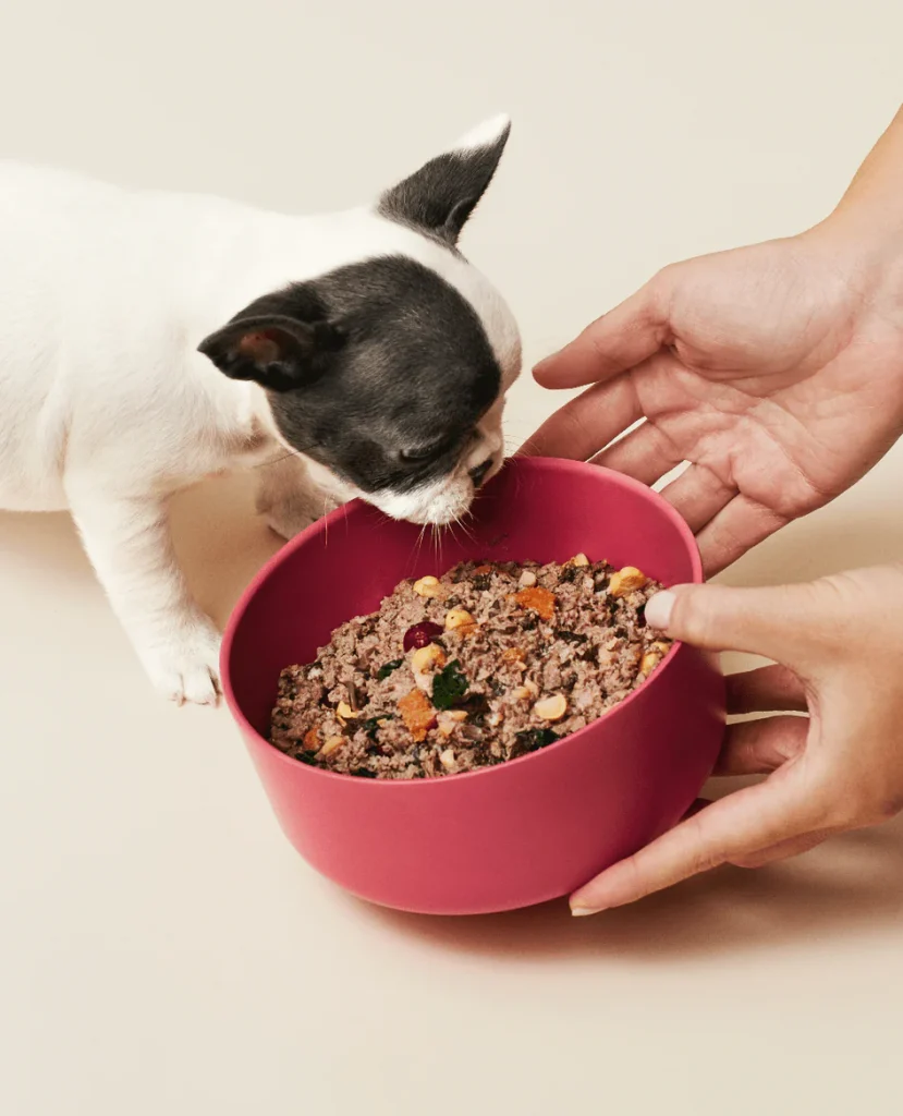 Is Ollie Dog Food Worth It? Honest Review for 2025 5 Is Ollie Dog Food Worth It