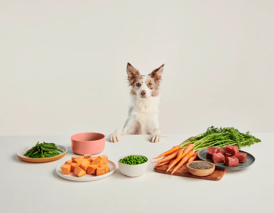 Is Ollie Dog Food Worth It? Honest Review for 2025 4 Is Ollie Dog Food Worth It