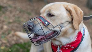 Understanding Dog Muzzles: Essential Safety Guide 2025 3 Types of Dog Muzzles