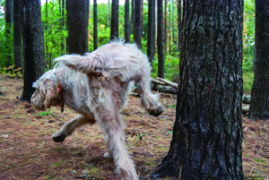 How Long a dog Can Go Without Peeing? Expert Insights 2025 3 how long a dog can go without peeing
