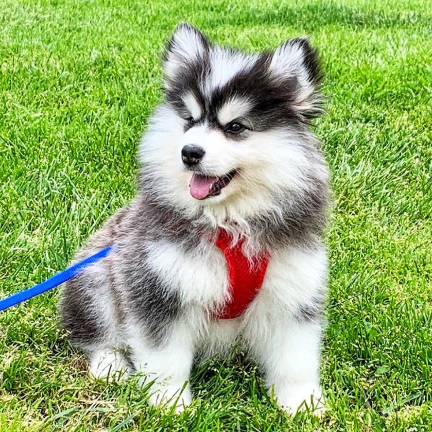 Pomsky Dog: The Adorable Husky-Pom Mix You Need to Know About 3 Pomsky Dog
