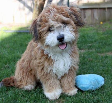 Havapoo Dog Breed: The Charming Hypoallergenic Hybrid Dog Breed You'll Love 3 Havapoo Dog Breed