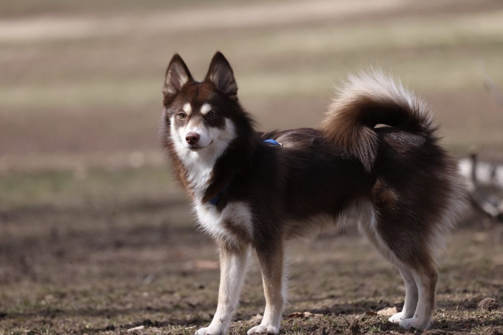 Pomsky: The Adorable Pomeranian Husky Mix You Need to Know About 3 Pomsky