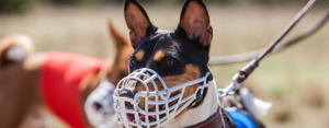 Understanding Dog Muzzles: Essential Safety Guide 2025 4 Types of Dog Muzzles