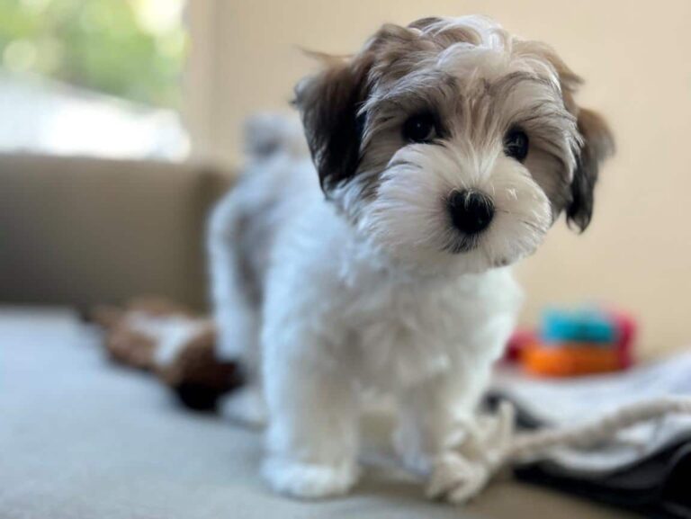 Havapoo Dog Breed: The Charming Hypoallergenic Hybrid Dog Breed You'll Love 2 Havapoo Dog Breed