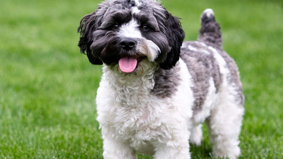 Havapoo Dog Breed: The Charming Hypoallergenic Hybrid Dog Breed You’ll Love