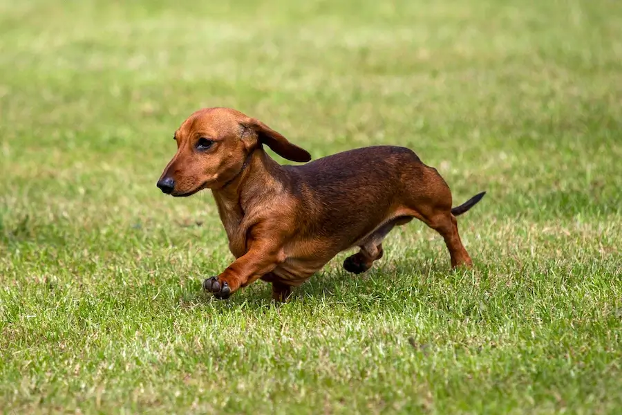 Discover the Charm of Mini Dachshunds: Care Tips 2025