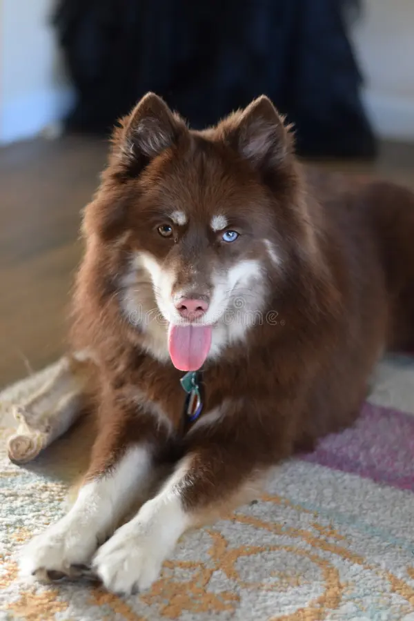 Pomsky Dog: The Adorable Husky-Pom Mix You Need to Know About 6 Pomsky Dog
