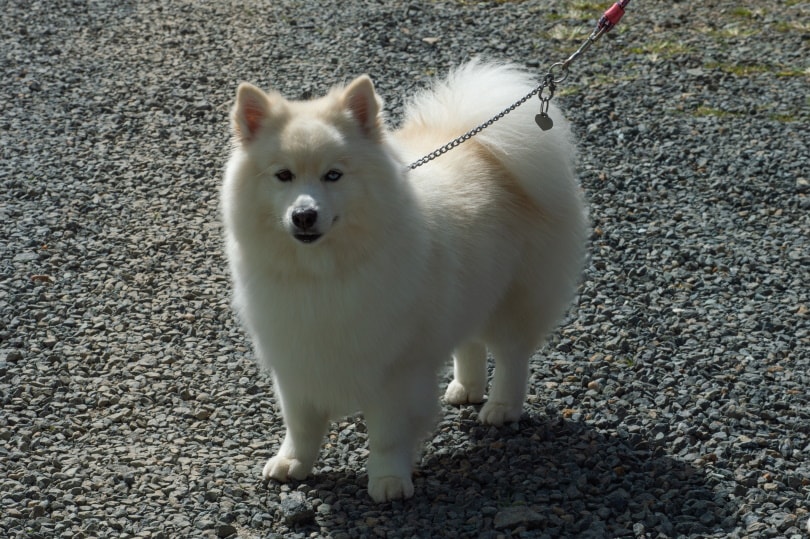 Pomsky Dog: The Adorable Husky-Pom Mix You Need to Know About 5 Pomsky Dog