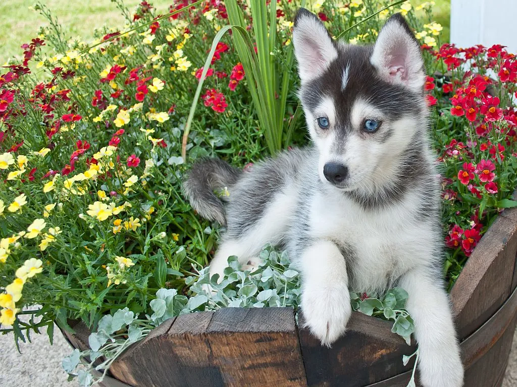 Pomsky: The Adorable Pomeranian Husky Mix You Need to Know About 5 Pomsky