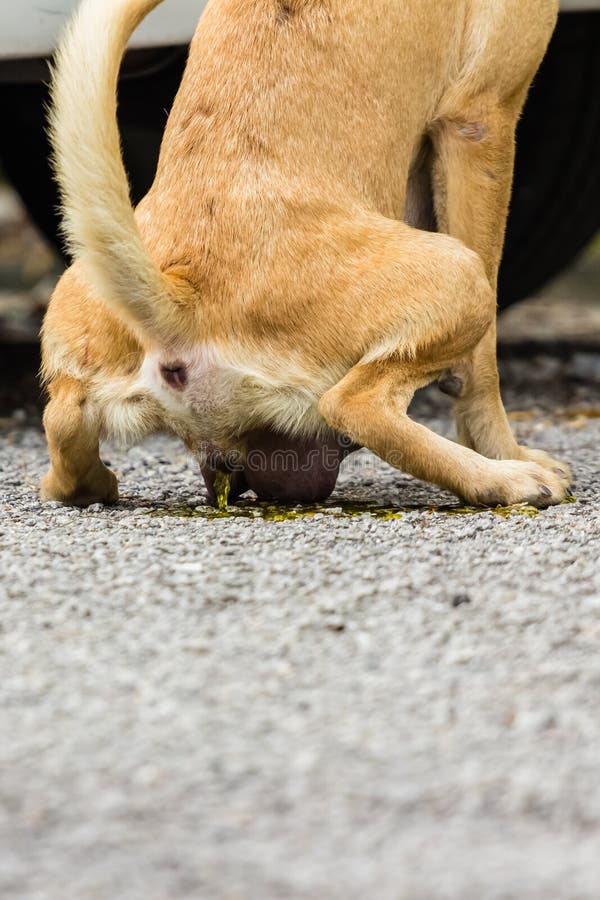 How Long a dog Can Go Without Peeing? Expert Insights 2025 2 It's a question that many pet owners ponder, especially when juggling busy schedules and furry friends' needs