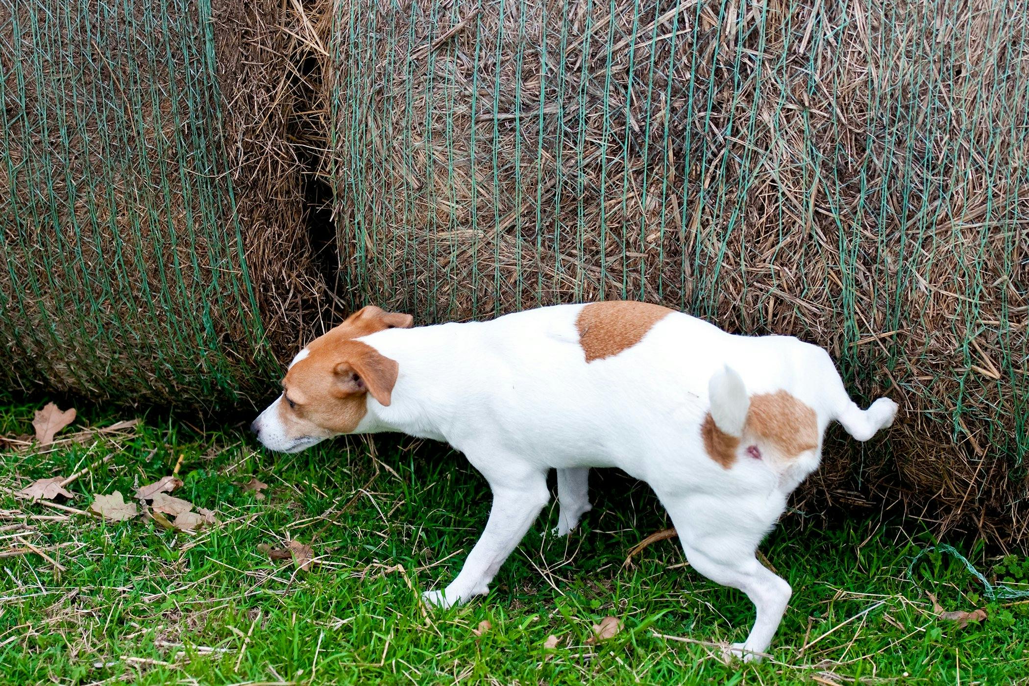 How Long a dog Can Go Without Peeing? Expert Insights 2025