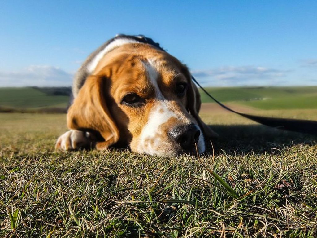 How Long a dog Can Go Without Peeing? Expert Insights 2025 4 how long a dog can go without peeing