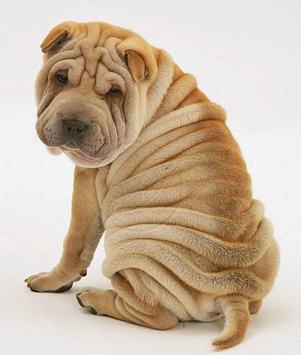 Wrinkly Dog Breeds: Adorable Furballs with Charming Folds