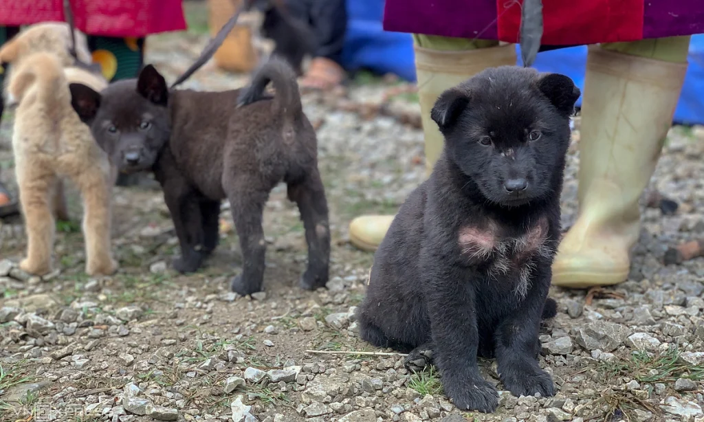 Hmong Dog: Ancient Breed with Loyal Spirit | Care Guide & History 5 Hmong Dog