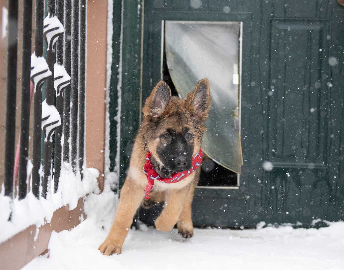 Top Dog Doors 2025: Boost Pet Independence & Home Efficiency