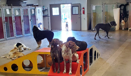 Salt Lake City's Top Dog Parks: Unleash Fun for Your Furry Friends in 2025 6 2024 03 19