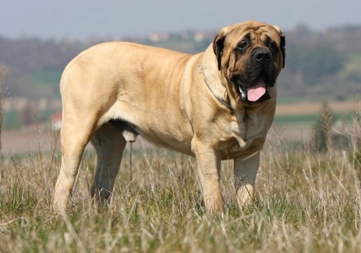 Wrinkly Dog Breeds: Adorable Furballs with Charming Folds 3 Wrinkly Dogs