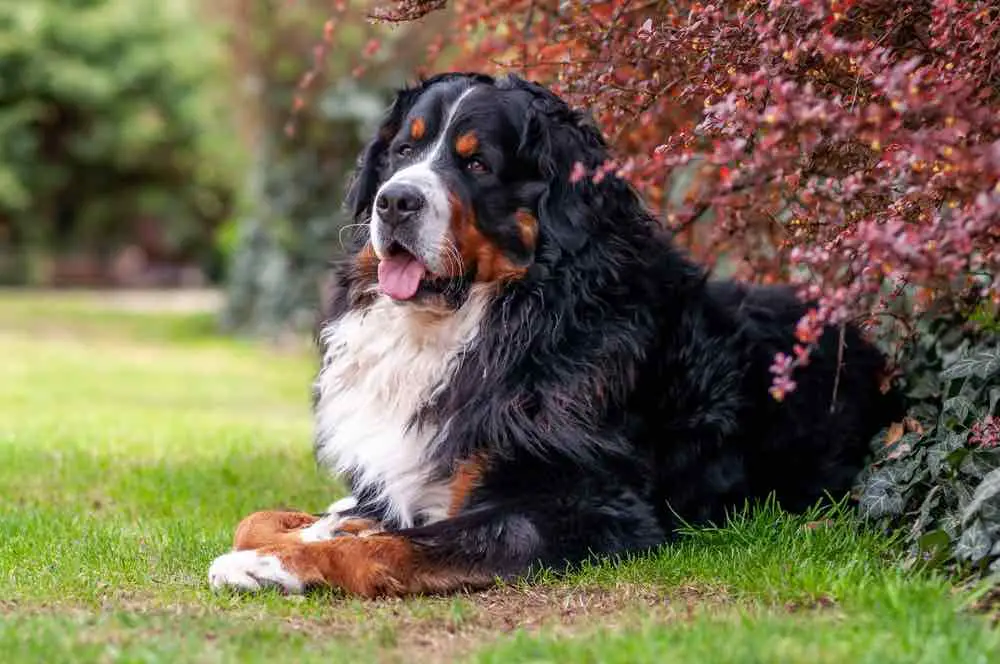 Golden Mountain Dog: Comprehensive Guide for Families