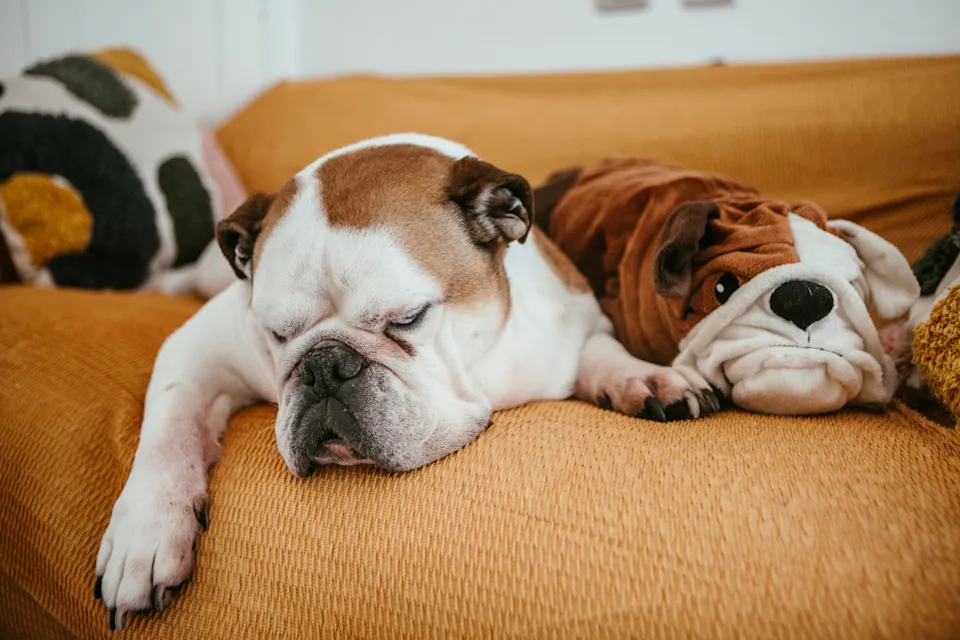 Wrinkly Dog Breeds: Adorable Furballs with Charming Folds 4 Wrinkly Dogs