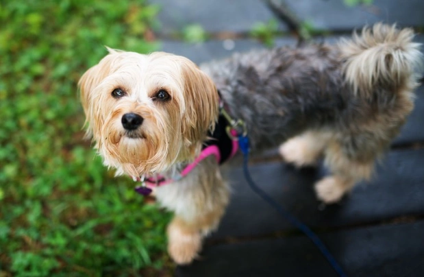 The Ultimate Morkie Breed Guide: Health, Care & Traits 2 Morkie Breed