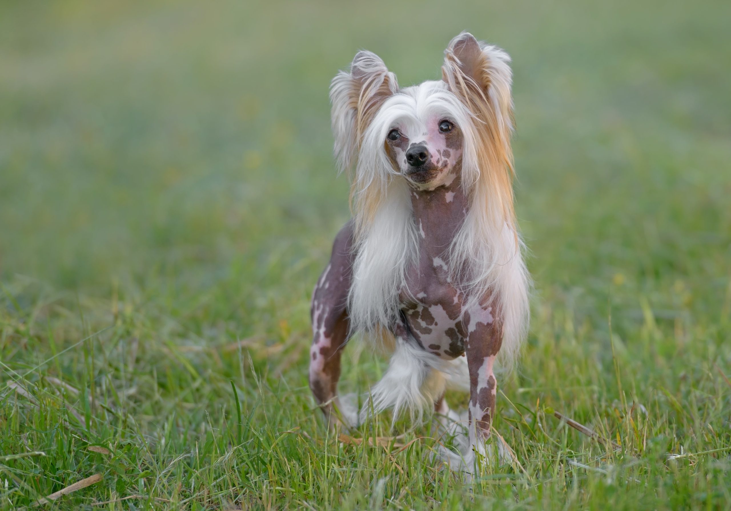 Chinese Crested Dog 2025: Comprehensive Care & Breed Guide