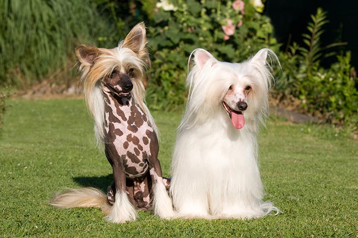 Chinese Crested Dog 2025: Comprehensive Care & Breed Guide 3 Chinese Crested Dog