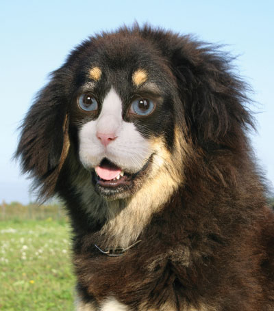 Cat-Dog Hybrids: Myth or Reality? The Truth Behind These Impossible Pets 3 Cat-Dog Hybrids