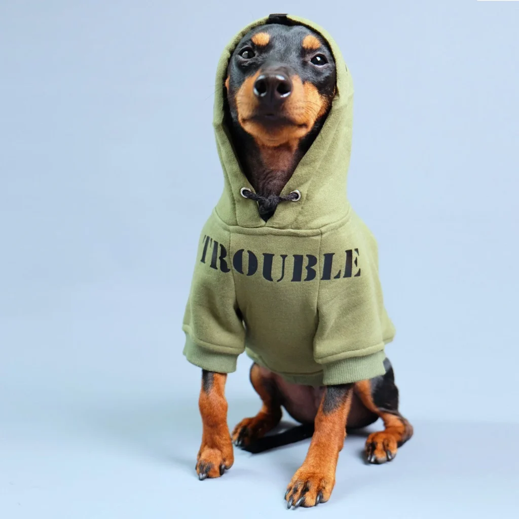 Cozy Dog Hoodies: Trendy Pet Fashion for Cold Weather Protection 2 Dog Hoodies