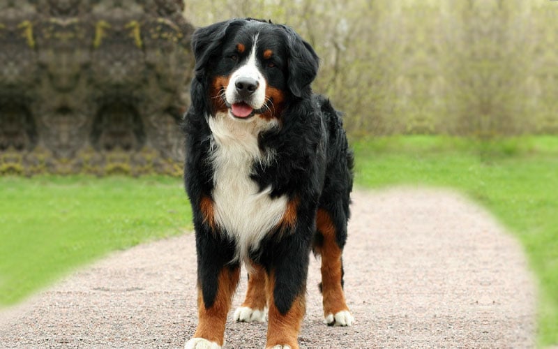 Golden Mountain Dog: Comprehensive Guide for Families 2 Golden Mountain Dog