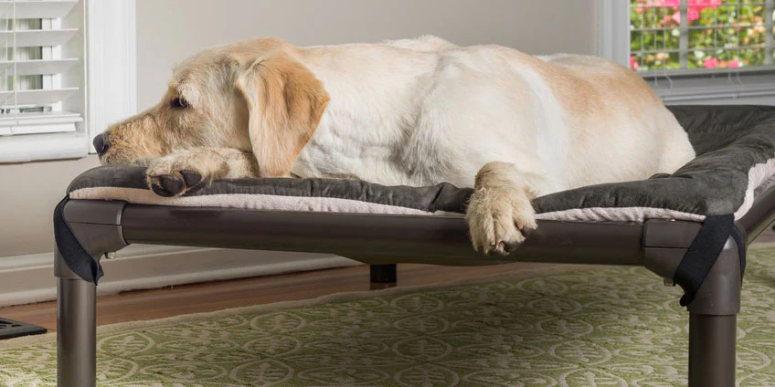 Elevated Dog Beds: Boost Your Pup's Comfort and Health 2 Elevated Dog Beds