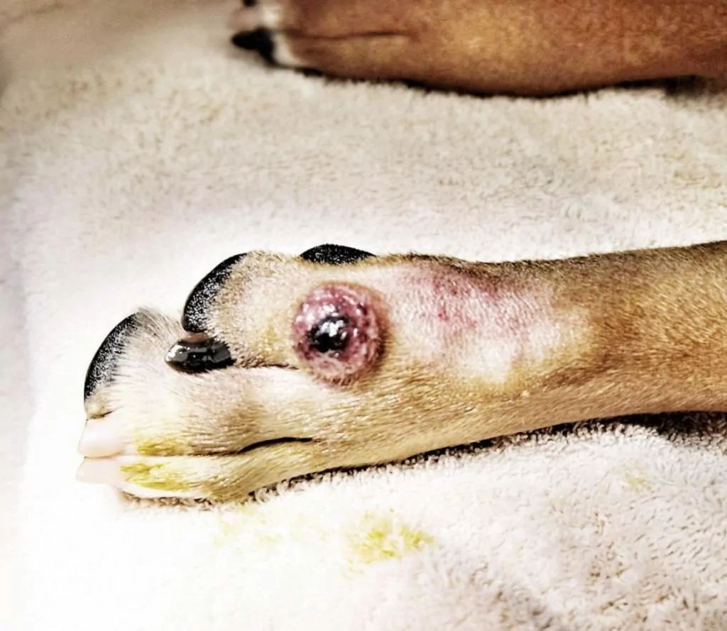 Histiocytoma In Dogs: Symptoms, Causes & Treatments Guide 5 IMG 0585