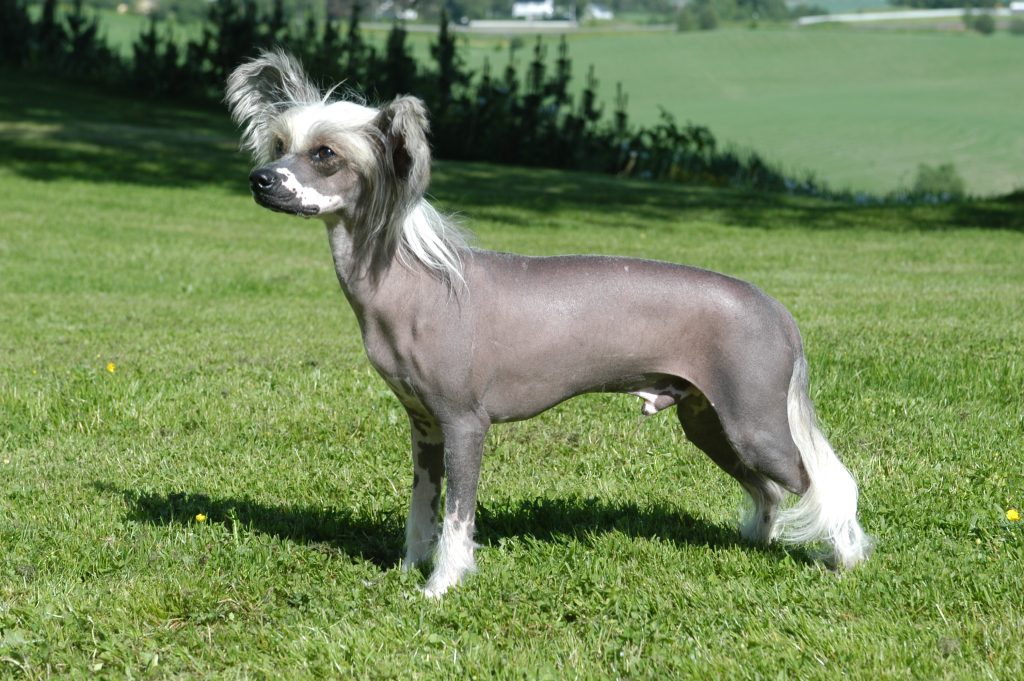 Chinese Crested Dog 2025: Comprehensive Care & Breed Guide 4 Chinese Crested Dog