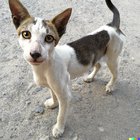 Cat-Dog Hybrids: Myth or Reality? The Truth Behind These Impossible Pets 4 Cat-Dog Hybrids