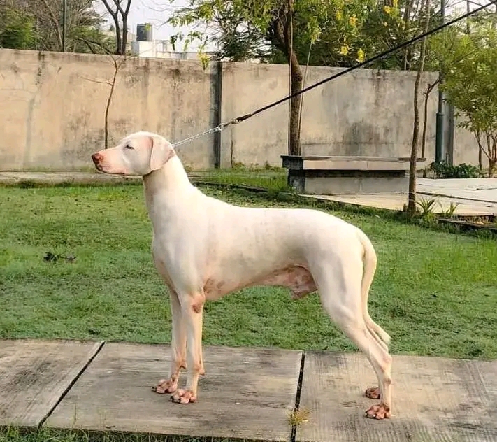 Rajapalayam Dog: India's Majestic White Guardian Breed 2 Rajapalayam Dog