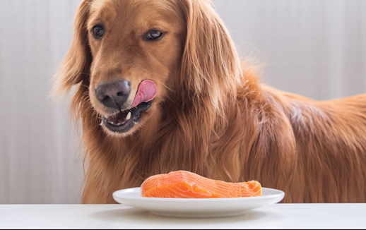 Can Dogs Eat Salmon? Health Benefits & Safety Tips 2 Screen Shot 2020 01 17 at 4.33.00 PM