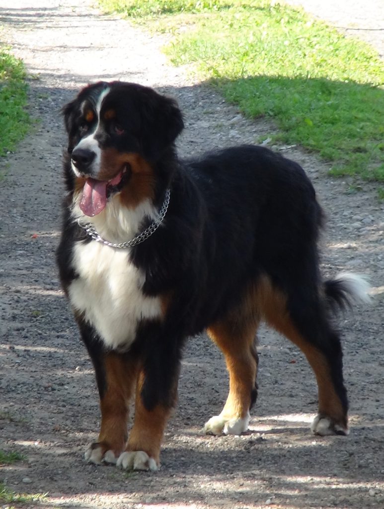 Golden Mountain Dog: Comprehensive Guide for Families 4 Golden Mountain Dog