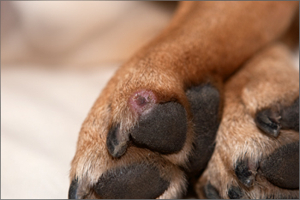 Histiocytoma In Dogs: Symptoms, Causes & Treatments Guide 6 a2ebe625 cb42 5693 95e2 ada2530bf32e