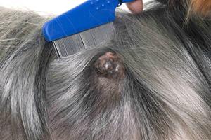Histiocytoma In Dogs: Symptoms, Causes & Treatments Guide 2 b1b7049f a3bb 5c2c 9b4b 53fbb609d701