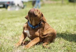 Ultimate Guide to Dog Dry Dandruff: Causes, Treatments & Prevention 4 Dog Dry Dandruff