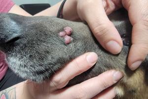 Histiocytoma In Dogs: Symptoms, Causes & Treatments Guide 3 cecf89a2 879d 5759 950b f41731502924