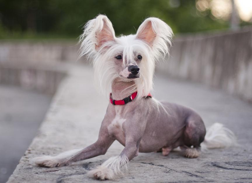 Chinese Crested Dog 2025: Comprehensive Care & Breed Guide 2 Chinese Crested Dog