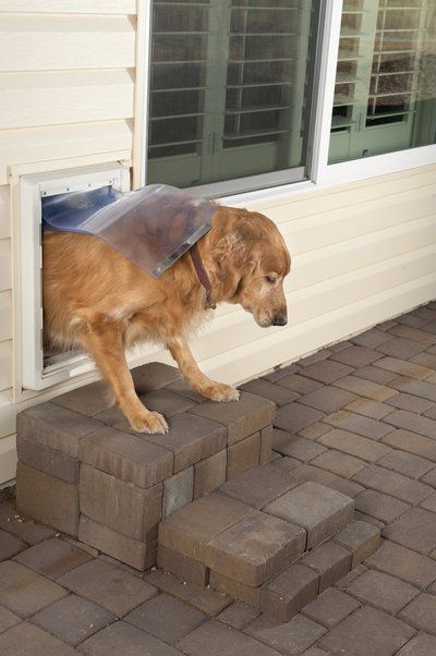 Top Dog Doors 2025: Boost Pet Independence & Home Efficiency 3 Top Dog Doors