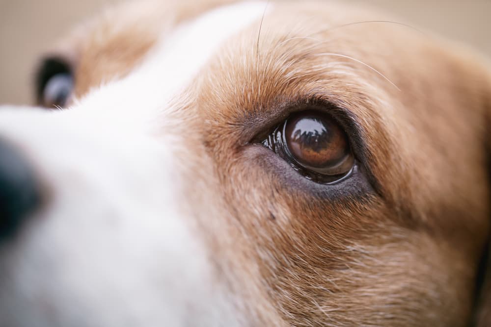 Dog Stye Eye Care: Symptoms, Treatment, & Prevention 2025 3 Understanding Dog Stye Eye