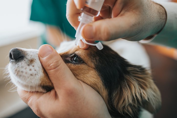 Dog Stye Eye Care: Symptoms, Treatment, & Prevention 2025 2 Understanding Dog Stye Eye