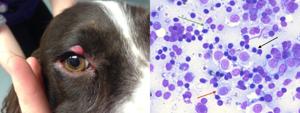 Histiocytoma In Dogs: Symptoms, Causes & Treatments Guide 4 e7003fd0 369f 5db3 a7a3 d474d9335fd1